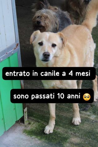 SORRISO 10 ANNI 20 KG CIRCA - Foto 4