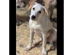 SPUGNA CUCCIOLO IN ADOZIONE