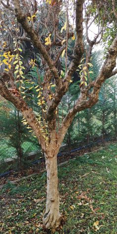 albero Melograno. - Foto 6
