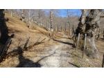 1974/ROCCA Castagneto di 8 Ettari nel cuore del Parco Regionale di Roccamon &hellip;
