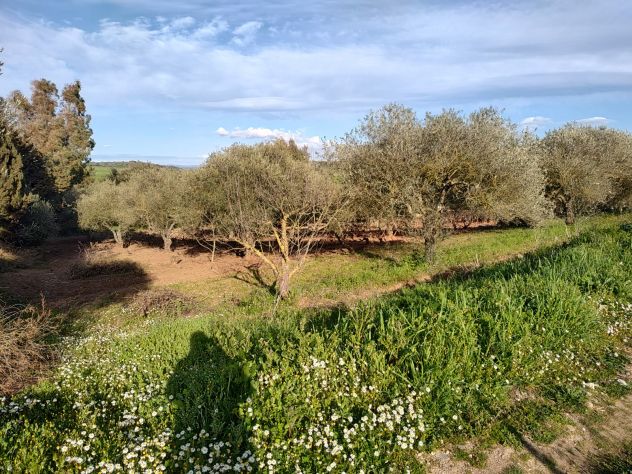 Vendesi Tenuta Agricola di 4 Ettari con Casa e Fabbricati a Siurgus Donigala - Foto 6