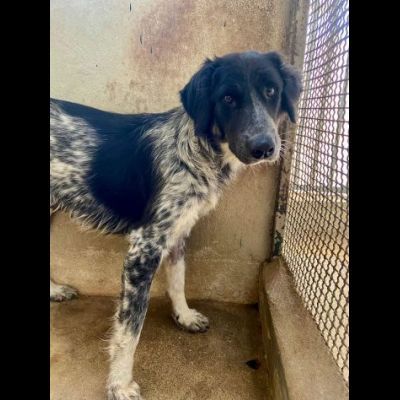 PROCOPIA, UN'OCCASIONE DI VITA, CAGNOLINA IN ADOZIONE - Foto 3