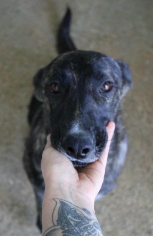 SIMONETTA 2 ANNI SIMIL MALINOIS TIGRATA IN CANILE DA QUANDO AVEVA POCHI GIORNI D - Foto 3