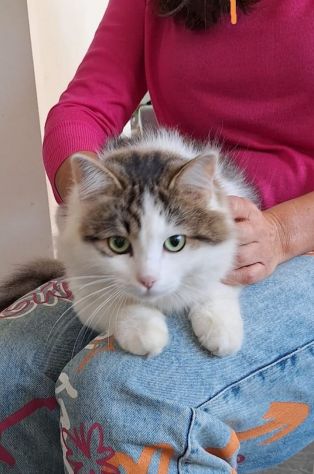 Dafne gattina dal manto bianco e grigio - Foto 4