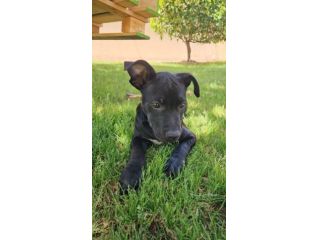 Totò: 3 mesi incrocio pittbull