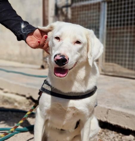 Blanche da cucciola vive in canile - Foto 2