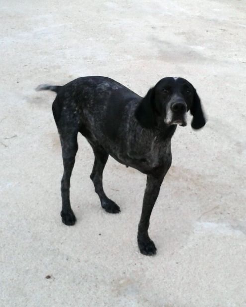 ATHOS, dolcissimo bracco tedesco - Foto 3
