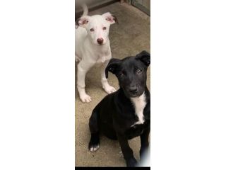 AURY e ADAM SOCIEVOLISSIMI CUCCIOLI IN ADOZIONE