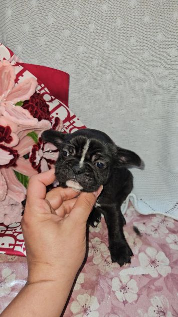 Bulldog francese - Foto 4