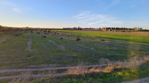 Rif. 02T Bernalda-Azienda agricola in vendita - Foto 10