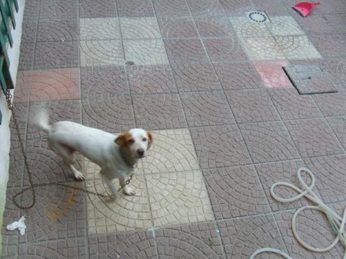 CARLA E PINCHERINO in cerca di adozione - Foto 2
