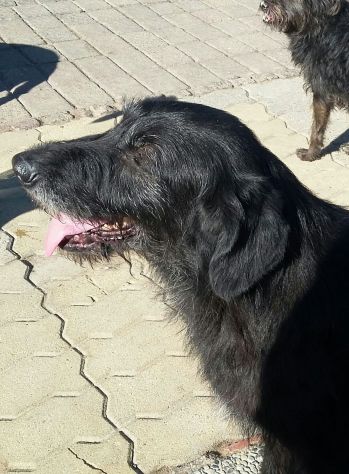GIORGIA, dolcissima mix spinone - Foto 2