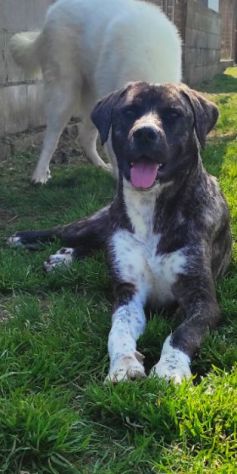 CANE IN ADOZIONE: ZENO - Foto 5