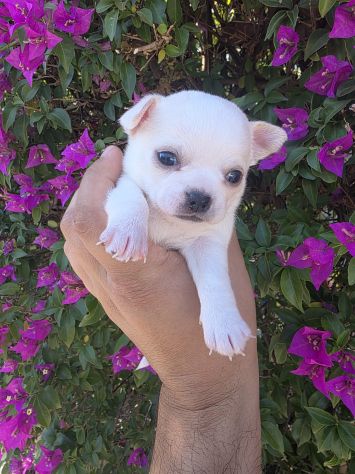 Cuccioli di chihuahua da privato - Foto 4