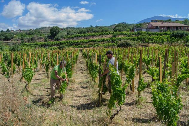 Terreno in vendita a Biancavilla - Foto 5