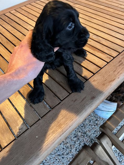 Cocker Spaniel - Foto 4