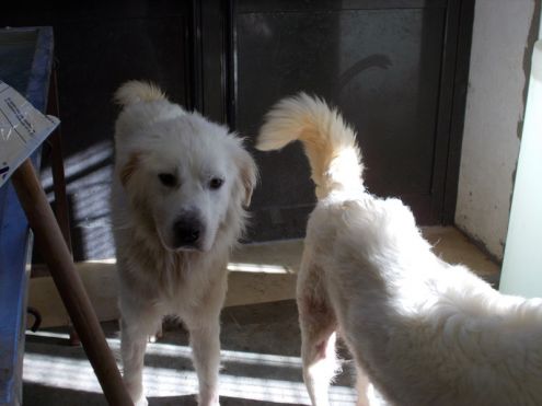 BLANCO E BLANCA, due cuori grandi URGENTE! - Foto 3