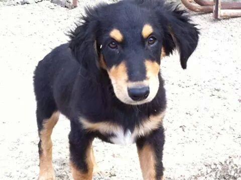 SUGAR, STELLA, TANGO E FRAGOLINA ... cuccioli strepitosi - Foto 3