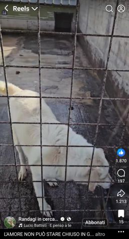 SONNY molto affettuoso, CANE IN ADOZIONE - Foto 8