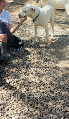 CALI' CAGNOLINO IN ADOZIONE - Foto 6