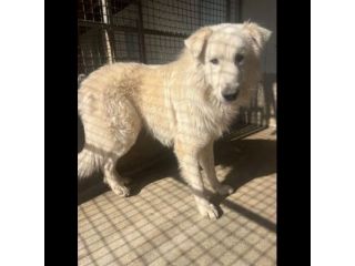 OWEL SALVATELO DAL CANILE ETERNO CANE IN ADOZIONE