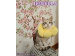 IRIDELLA, dolce micina in adozione!