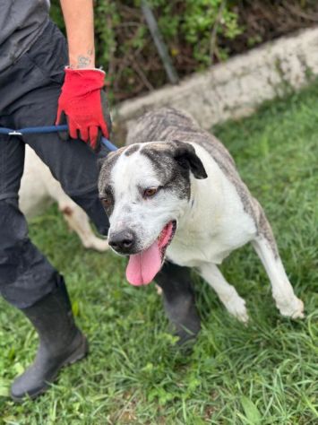MAX CERCA ATTENZIONE, CHIEDE AMORE, CANE IN ADOZIONE TG MEDIA - Foto 2
