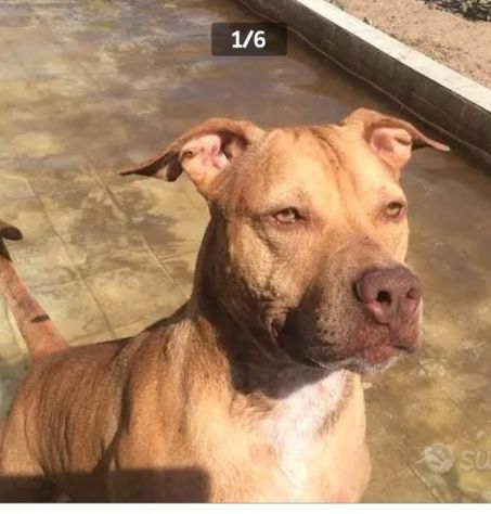 Pitbull Red Nose adulta arrivata a Milano anni fa e tornata a Napoli IN CANILE!