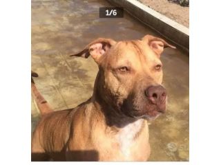 Pitbull Red Nose adulta arrivata a Milano anni fa e tornata a Napoli IN CANILE!