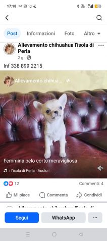 Chihuahua
