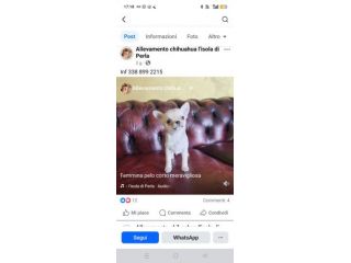 Chihuahua