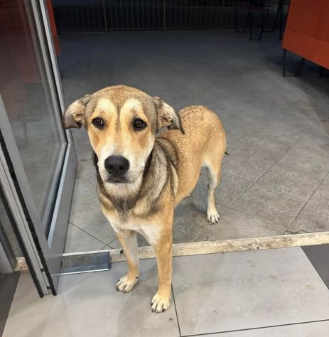 MINERVA CAGNOLINA IN ADOZIONE - Foto 3
