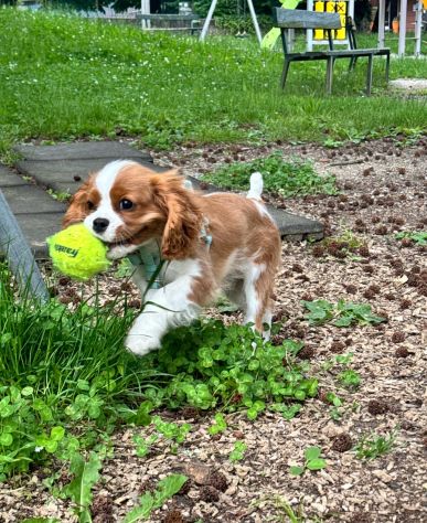Cavalier King (con pedigree)