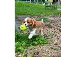 Cavalier King (con pedigree)