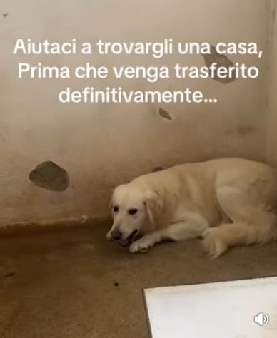 GERONIMO imprigionato senza colpa CANE IN ADOZIONE - Foto 10