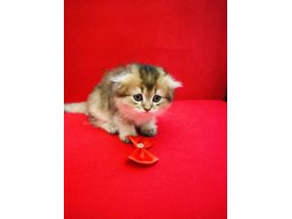Scottish Fold/cincillà dorato