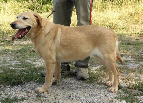 LUNA, labrador miele - Foto 3