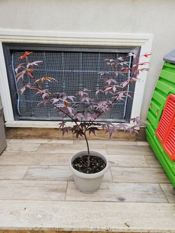 VENDO 2 PIANTE DI ACER PALMATUM DA SEME ROSSO E VERDE ANGUILLARA SABAZIA