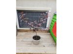 VENDO 2 PIANTE DI ACER PALMATUM DA SEME ROSSO E VERDE ANGUILLARA SABAZIA