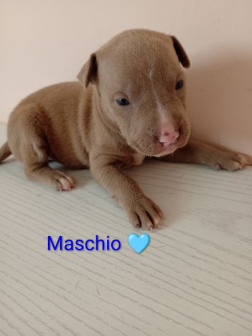 Cuccioli di Pitbull - Foto 3