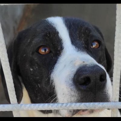 MARILU' CAGNOLINA IN ADOZIONE - Foto 7