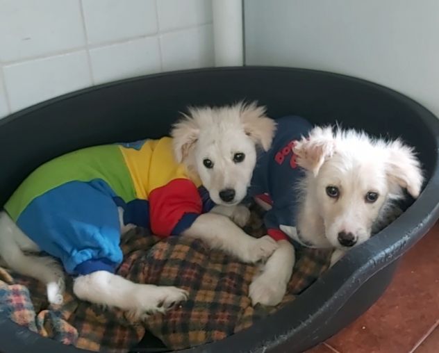 Dolcissimi cuccioli di taglia media cercano casa - Foto 2