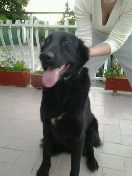 NERO, meraviglioso cucciolone mix setter - Foto 3