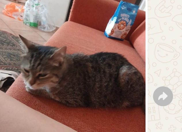 GATTI ADULTI E GATTINI PICCOLI - Foto 3