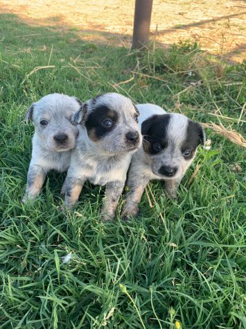 Splendidi cuccioli Australian Cattle Dog