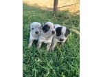Splendidi cuccioli Australian Cattle Dog