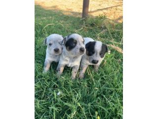 Splendidi cuccioli Australian Cattle Dog