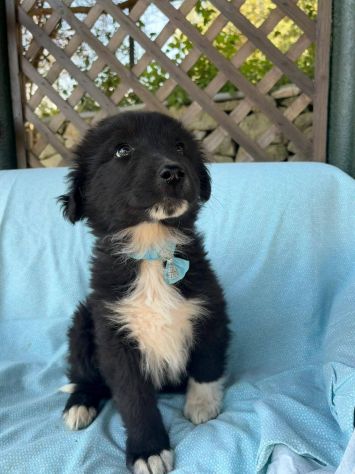 Mercurio cucciolo - Foto 3