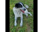 GENTILE E DISCRETO CAGNOLINO IN ADOZIONE