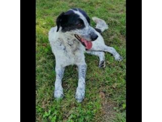 GENTILE E DISCRETO CAGNOLINO IN ADOZIONE